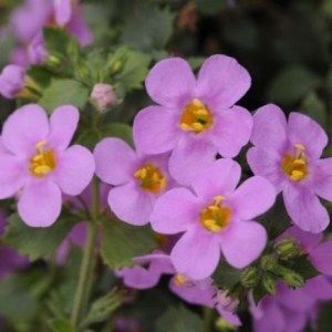 Bacopa Everest Pink_300x300